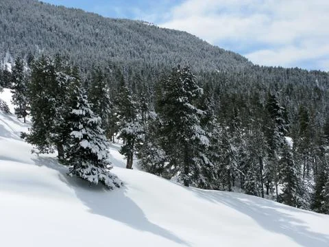 Snowy forest Stock Photos