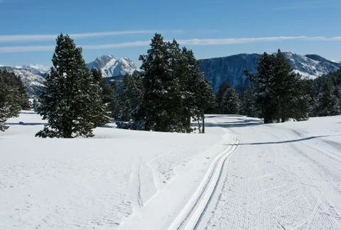 Snowy forest Stock Photos
