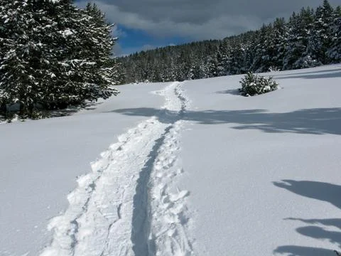 Snowy forest Stock Photos