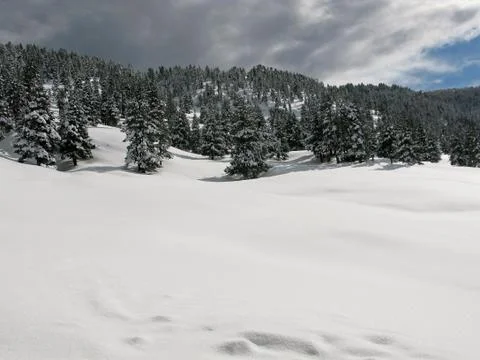 Snowy forest Stock Photos
