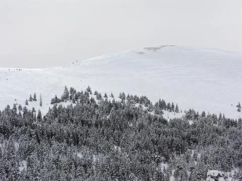 Snowy forest Stock Photos