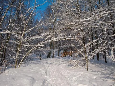 Snowy forest Stock Photos