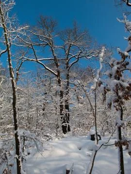 Snowy forest Stock Photos