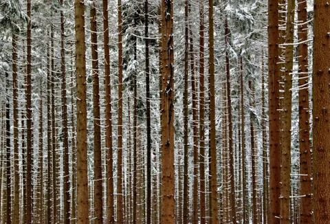 Snowy forest Stock Photos