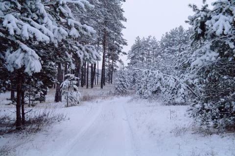 Snowy forest Stock Photos