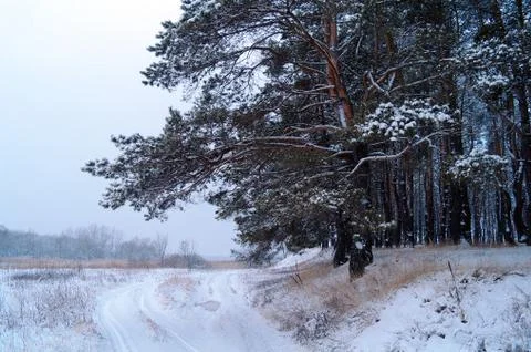 Snowy forest Stock Photos