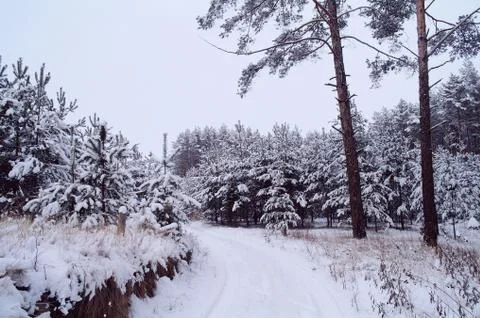 Snowy forest Stock Photos