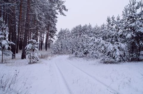 Snowy forest Stock Photos