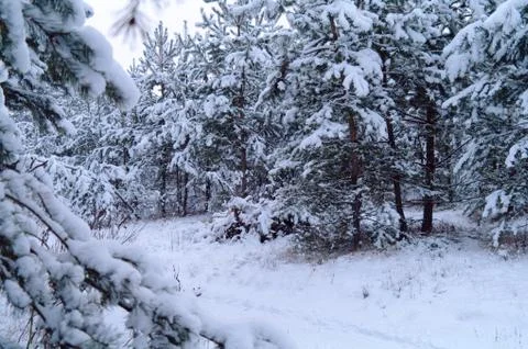 Snowy forest Stock Photos
