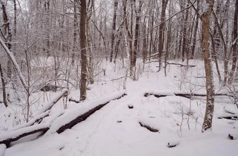 Snowy forest Stock Photos