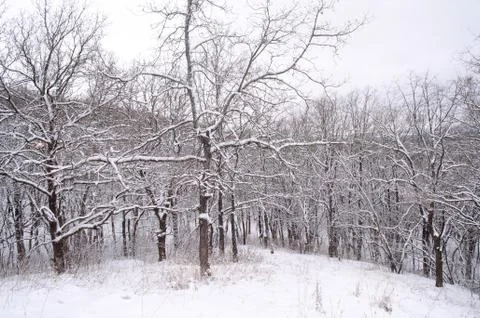 Snowy forest Stock Photos