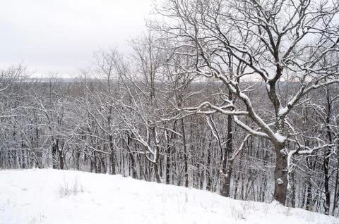 Snowy forest Stock Photos