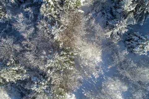 Snowy forest Stock Photos