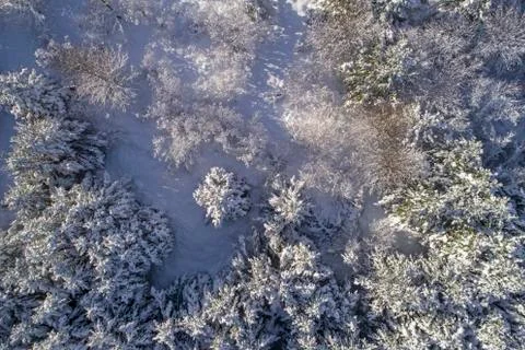 Snowy forest Stock-Fotos