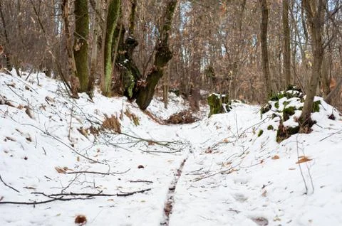 Snowy forest Stock Photos