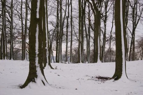 Snowy forest Stock Photos