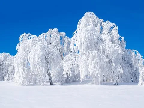 Snowy forest. Stock Photos