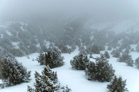 Snowy Forest Stock Photos