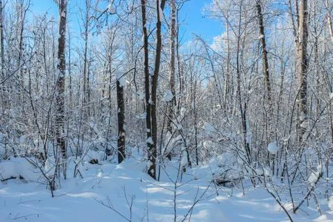 Snowy forest Stock Photos