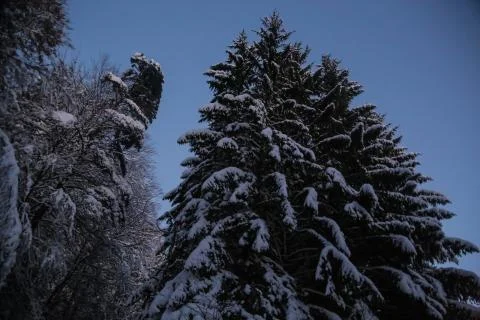 Snowy forest Stock Photos