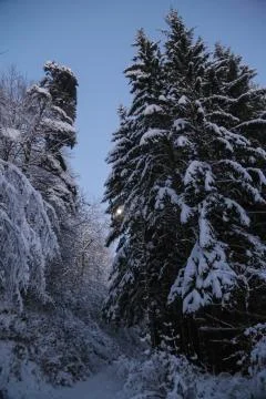 Snowy forest Stock Photos
