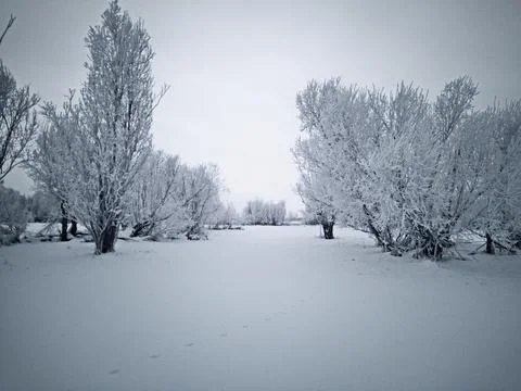 In the snowy forest Stock Photos