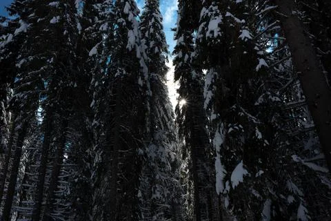 Snowy forest Stock Photos