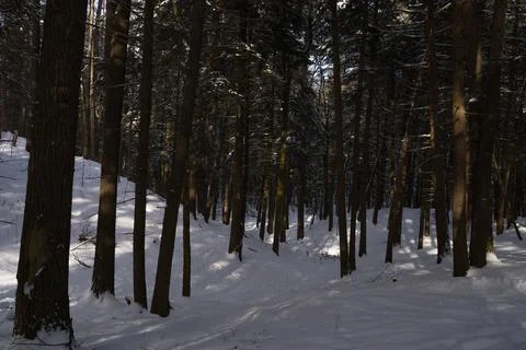A snowy forest 写真素材