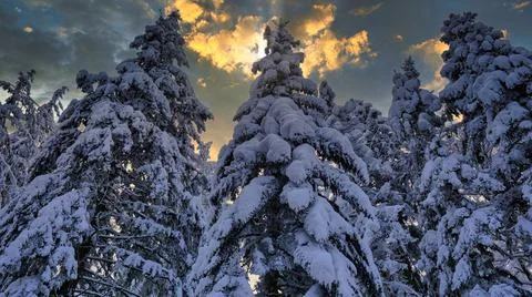 Snowy forest Stock Photos