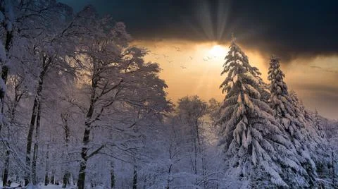 Snowy forest Stock Photos