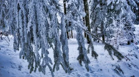 Snowy forest Stock Photos