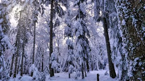 Snowy forest Stock Photos