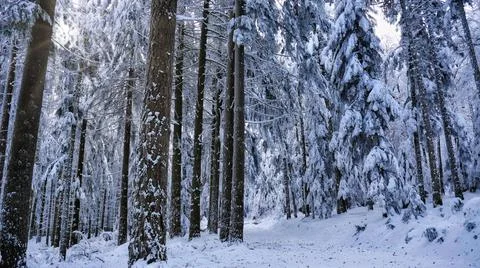 Snowy forest Stock Photos