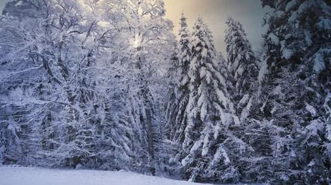 Snowy forest Stock Photos