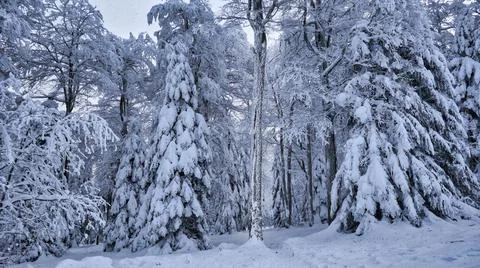 Snowy forest Stock Photos