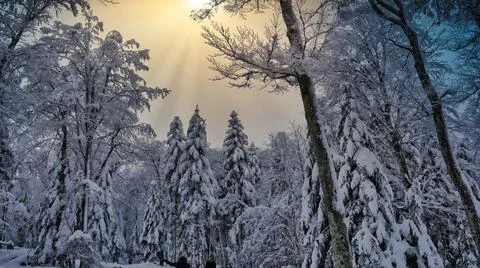 Snowy forest Stock Photos