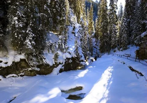 Snowy Forest Stock Photos