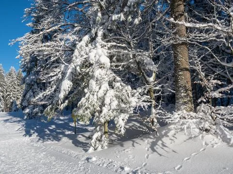 Snowy Forest Stock Photos