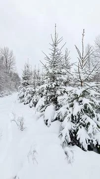 Snowy forest Stock Photos