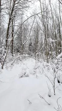 Snowy forest Stock Photos