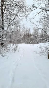 Snowy forest Stock Photos