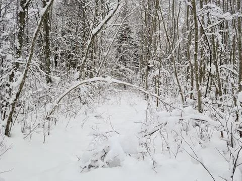 Snowy forest Stock Photos