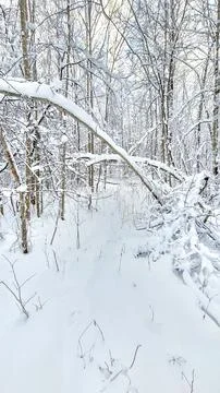 Snowy forest Stock Photos