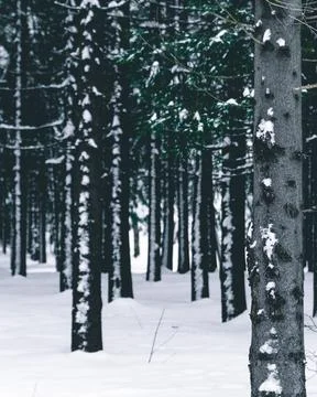 Snowy forest Stock Photos