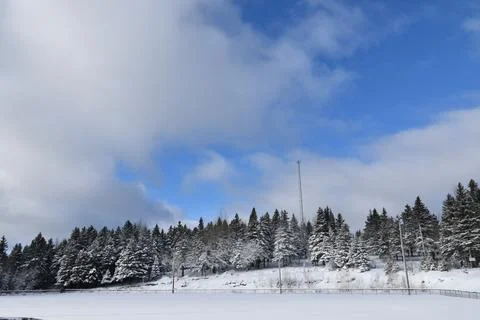 A snowy forest Stock Photos