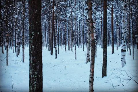 Snowy forest 库存照片