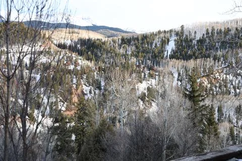 Snowy forest Stock Photos