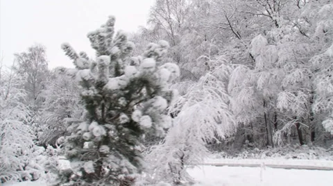 Snowy forest, pine, beech, birch trees - vehicle shot Stock Footage 33668244