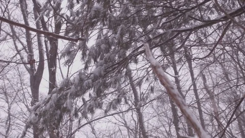 Snowy Forest with Pine Trees Video stock 83564346