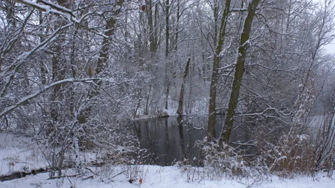 Snowy Forest with Pond Video stock 130875812